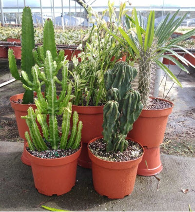 8" Cactus Grower's Choice
